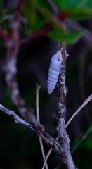 Fauxulus capensis