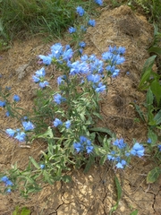 Echium vulgare