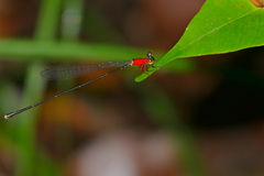Amphicnemis