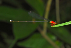 Amphicnemis