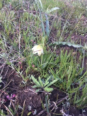 Fritillaria liliacea