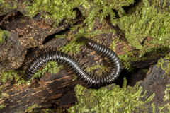 Eumastigonus