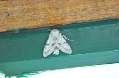 Acronicta vulpina