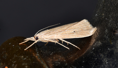 Diatraea evanescens