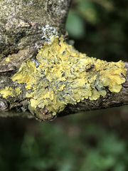Xanthoria parietina