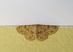 Scopula luridata