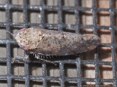 Paraphlepsius tennessus