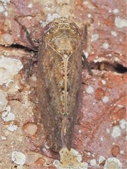 Paraphlepsius continuus