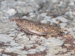 Paraphlepsius quadratus