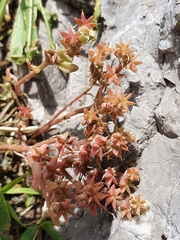 Sedum hispanicum