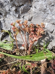 Sedum hispanicum