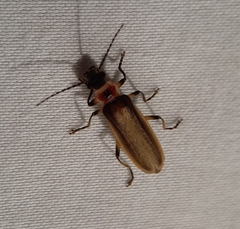 Podabrus appendiculatus