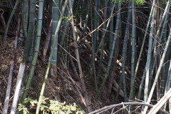 Phyllostachys edulis