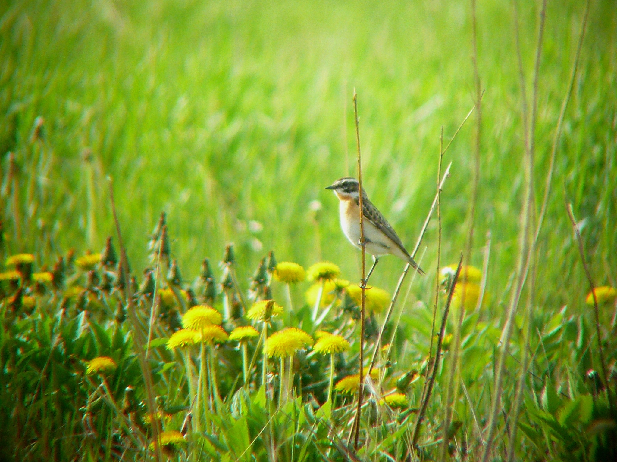 Whinchat