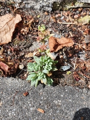 Sedum hispanicum