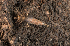 Nesomachilis