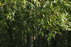 Phyllostachys edulis
