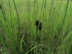 Equisetum fluviatile