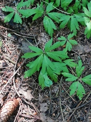 Anemonoides ranunculoides