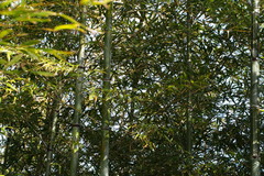 Phyllostachys edulis