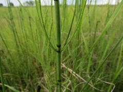 Equisetum fluviatile