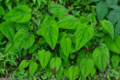 Valeriana hsui