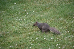 Sciurus carolinensis