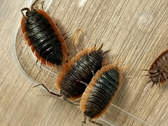 Porcellio duboscqui