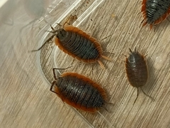 Porcellio duboscqui