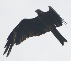 Milvus migrans govinda