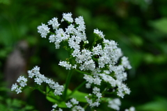 Valeriana flaccidissima