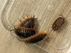 Porcellio duboscqui