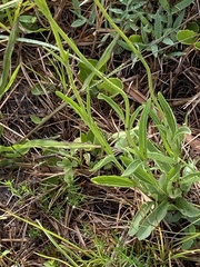 Buchnera floridana image