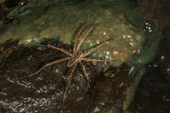 Dolomedes dondalei
