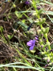 Buchnera floridana image