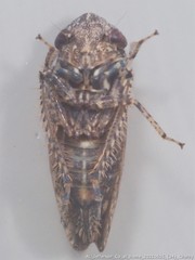 Paraphlepsius tennessus