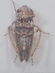 Paraphlepsius tennessus