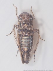 Paraphlepsius tennessus