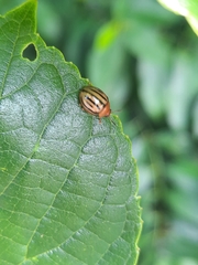 Plagiodera septemvittata