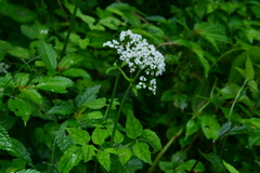 Valeriana flaccidissima
