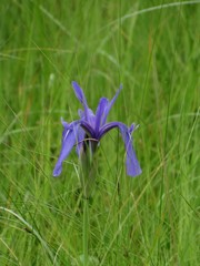 Iris laevigata