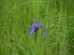 Iris laevigata