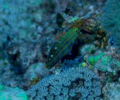 Koumansetta rainfordi