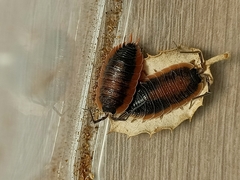 Porcellio duboscqui