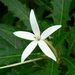 Hippobroma longiflora - Photo (c) Dinesh Valke, μερικά δικαιώματα διατηρούνται (CC BY-SA)
