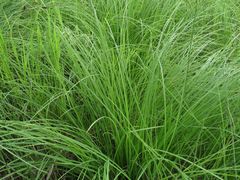 Carex