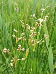 Juncus subnodulosus