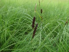 Carex