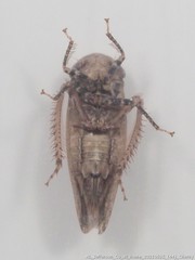 Paraphlepsius continuus