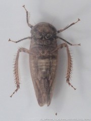 Paraphlepsius continuus